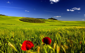 Мак на поле пшеницы