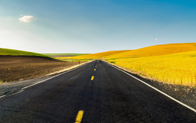 Дорога и жёлтые поля