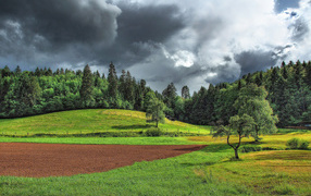 Поле на опушке леса