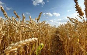 Trail in a wheat field
