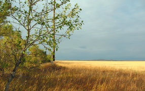 Дерево на краю поля
