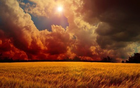 Пшеничное поле перед дождем