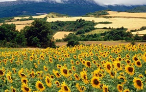 Поле подсолнечника