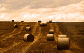 Поле после уборки урожая