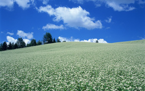 	   Field of white flowers