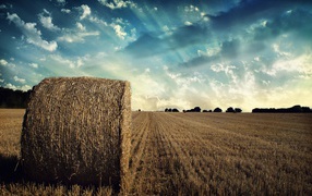 Убранное поле