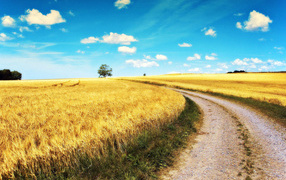 Дорога через поле