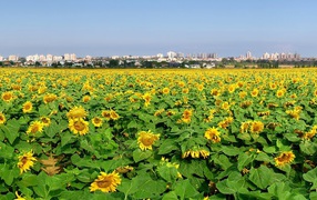 	   The sunflower field