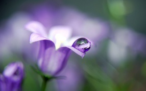 A drop of water on the petal