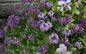 Красивые алиссум в саду