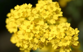 Садовые цветы алиссум на дачном участке