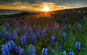 Alluring hyacinth flowers in a clearing at sunset