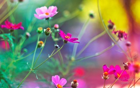 Удивительные цветы