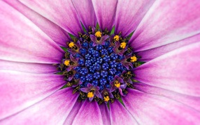 Восхитительный сиреневый цветок