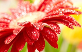 Amazing red flower