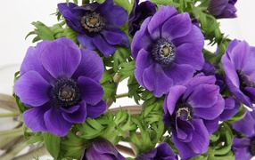 Выращивание цветов анемона в саду