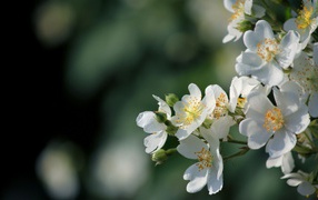 Яблоневый цвет