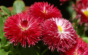 Садовые цветы астра на дачном участке