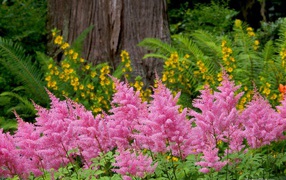 Красивая астильба в саду