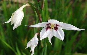 Садовые цветы ацидантера на дачном участке