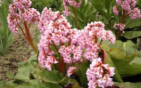 Бадан красивое многолетнее растение