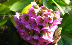 Бадан красивое растение в саду