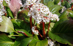 Бадан вечнозеленое многолетнее растение