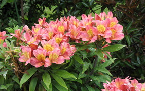 Красивая цветы альстремерия в саду