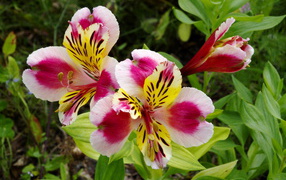 Красивая альстремерия на дачном участке