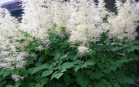 Красивая астильба на дачном участке