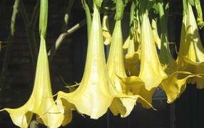 Красивая бругмансия на дачном участке