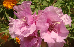 Красивая кларкия (годеция) на дачном участке