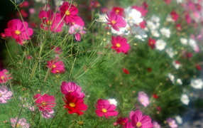 Красивые цветы космея в саду