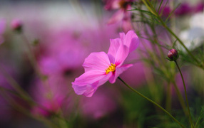 Красивые цветы космея на поляне