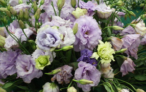 Красивая эустома (ирландская роза) на дачном участке