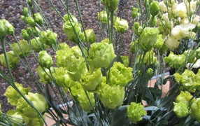 Красивая эустома (ирландская роза) в саду