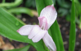 Красивая роскоя на клумбе в саду