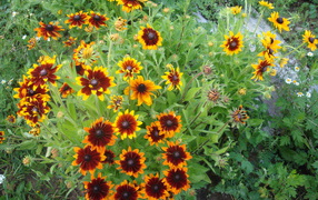 Beautiful Rudbeckia at their summer cottage