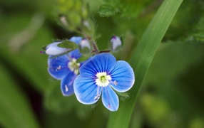 Красивая вероника в саду