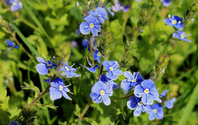 Красивая вероника на дачном участке