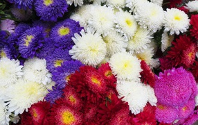 Красивая астра на дачном участке