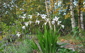 Красивая ацидантера на дачном участке