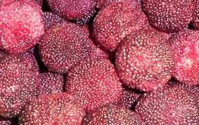 Красивые ягоды восковник из сада