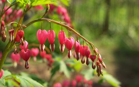 Красивые цветы дицентра в лесу