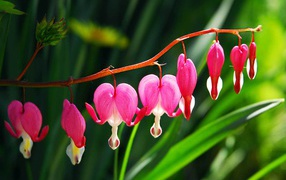 Красивые цветы дицентра в саду