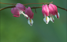 Красивые цветы дицентра в парке