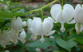 Красивая дицентра на дачном участке