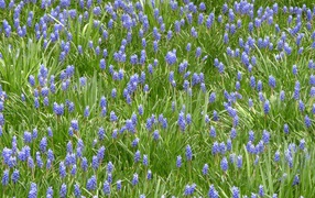 Красивый цветущий гиацинт на поляне