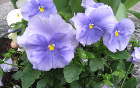 Красивые цветы голубые анютины глазки