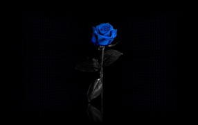 Beautiful blue rose on black background